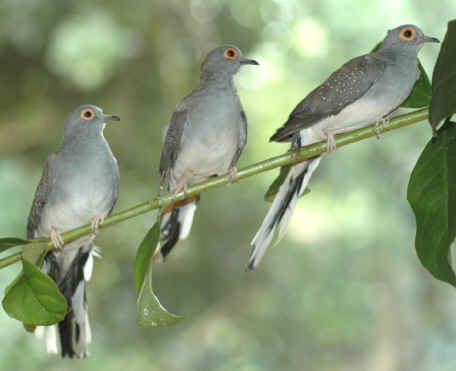 Nightfall Of Diamonds. Three Male Diamond Doves