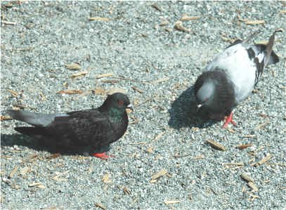 Female Pigeon