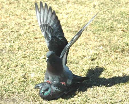 14_04_Pigeons_mating.JPG