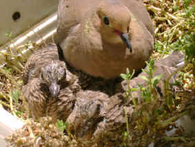 mourning dove baby babies doves feathered fully longer parents try them cover