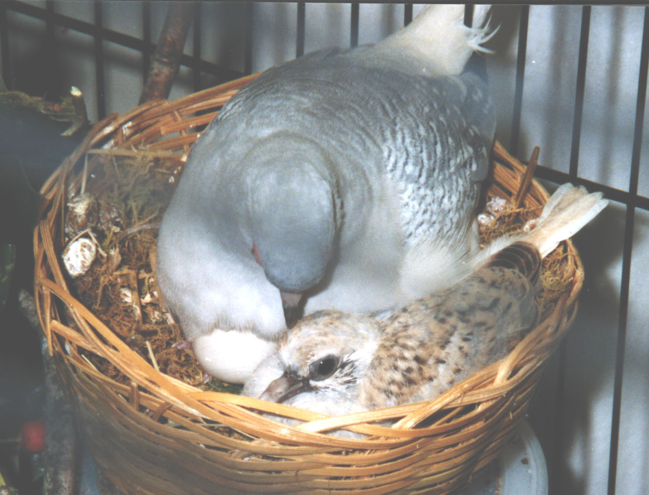 Majestic Doves Aviary LLC