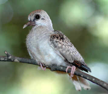 Mourning Dove Age Chart