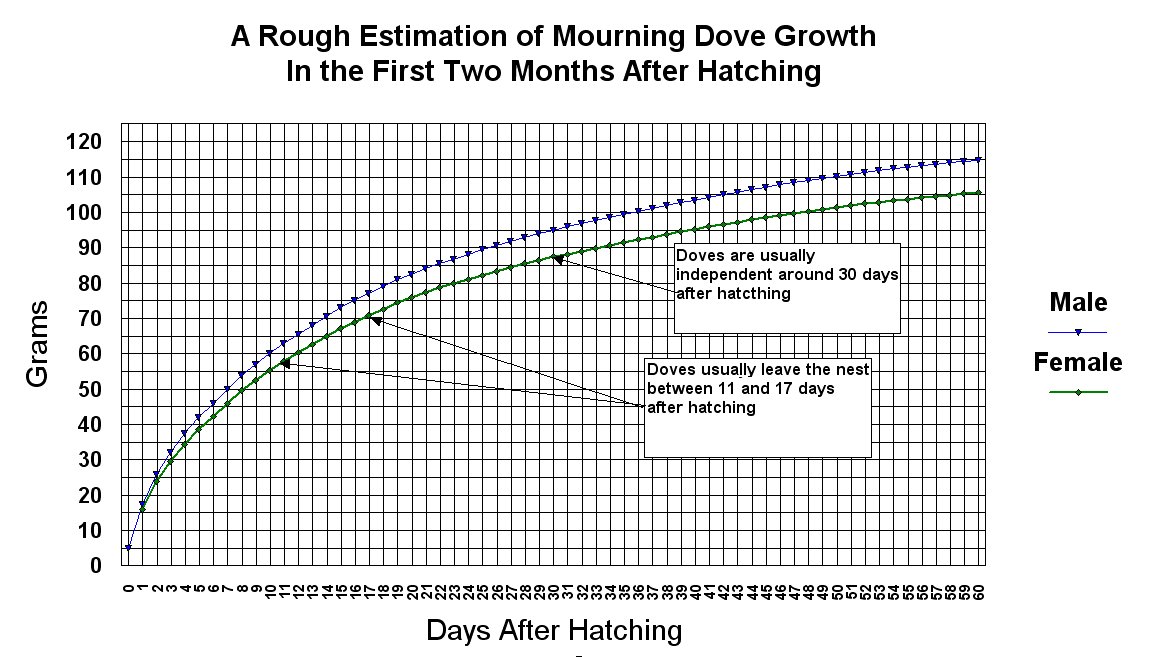 Mourning Dove Age Chart