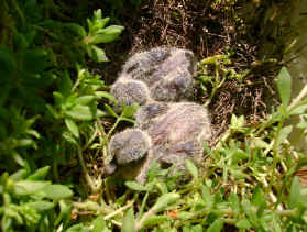 Mourning Dove Age Chart